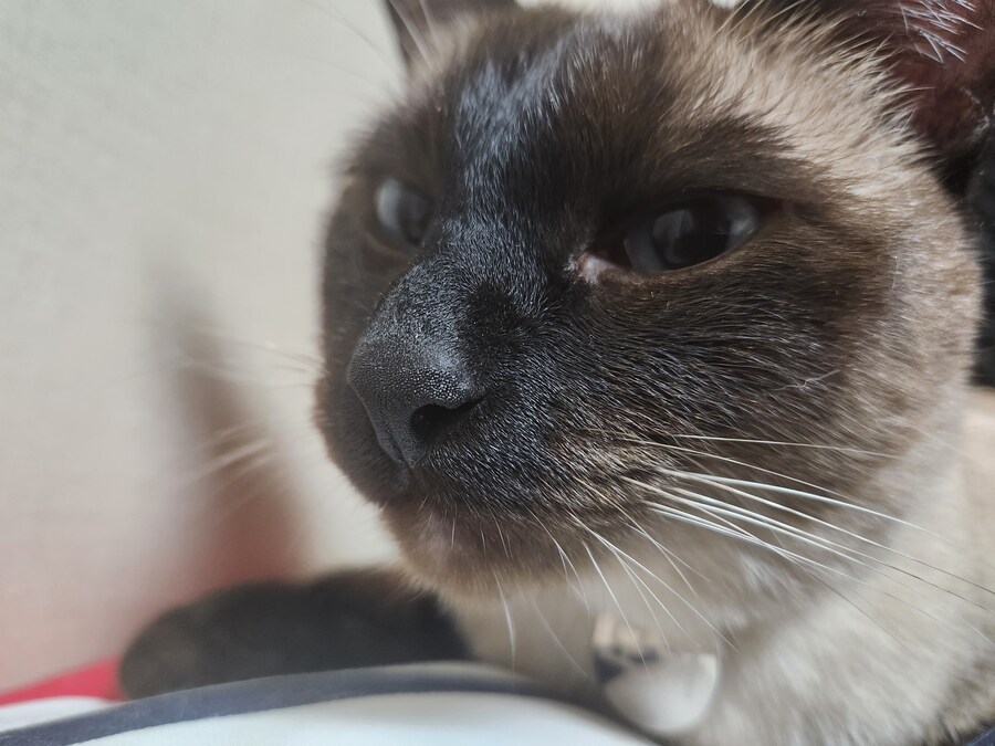 우리집 표정부자 고양이가 살고 있습니다_4.jpg