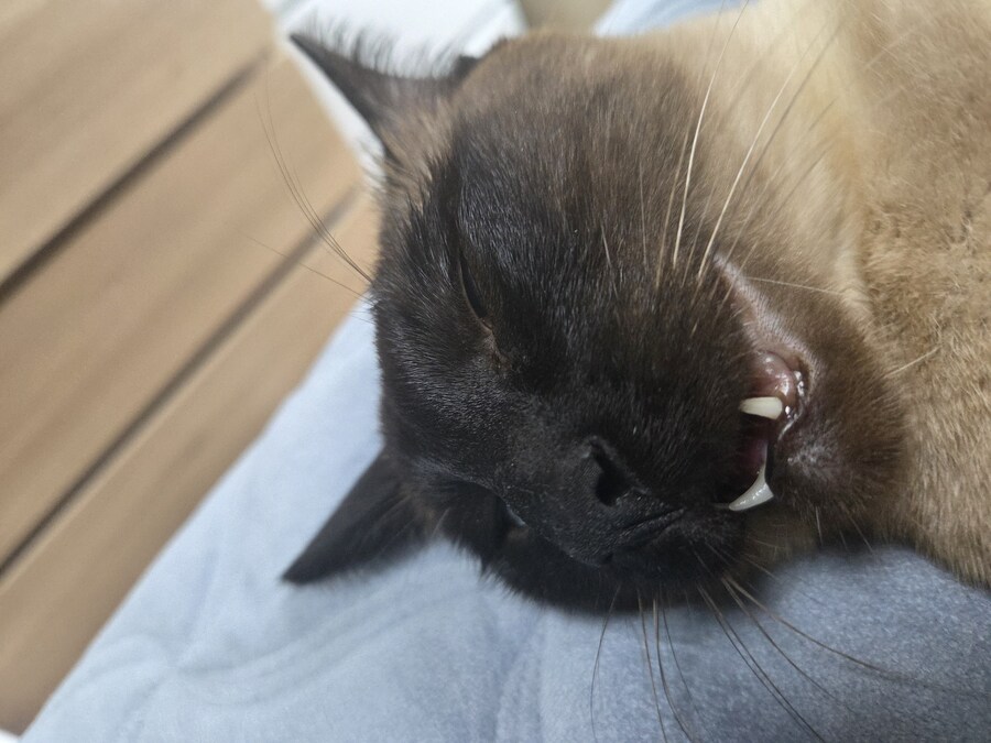 우리집 표정부자 고양이가 살고 있습니다_11.jpg