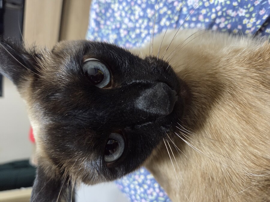 우리집 표정부자 고양이가 살고 있습니다_13.jpg