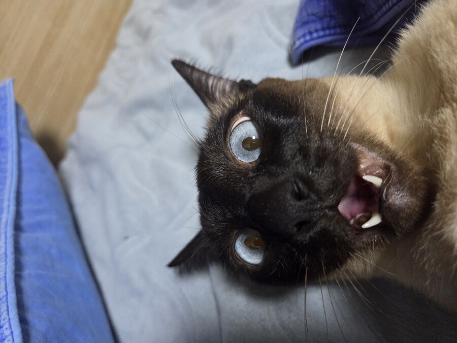 우리집 표정부자 고양이가 살고 있습니다_15.jpg