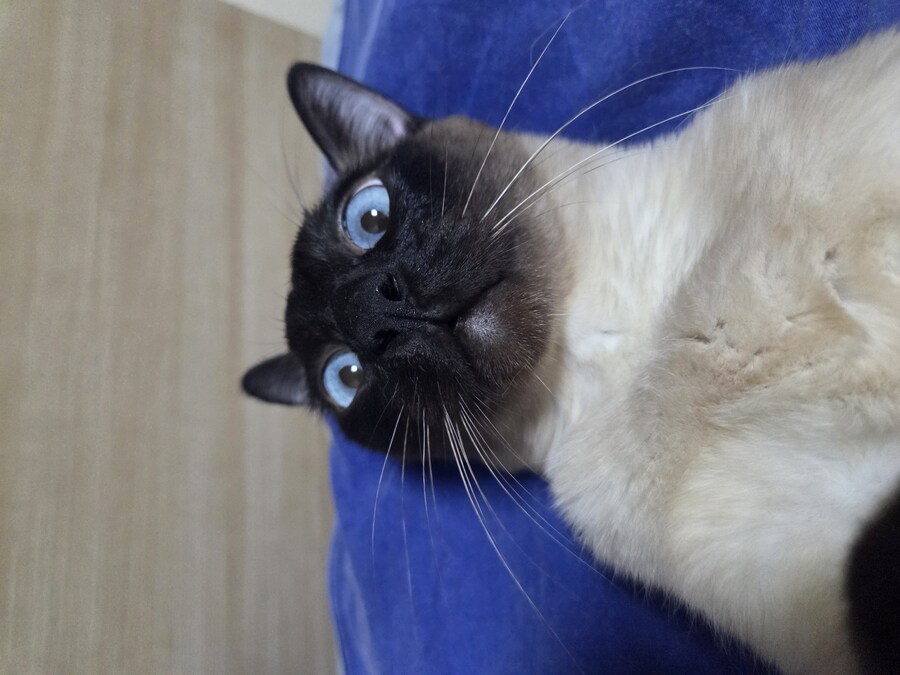 우리집 표정부자 고양이가 살고 있습니다_18.jpg