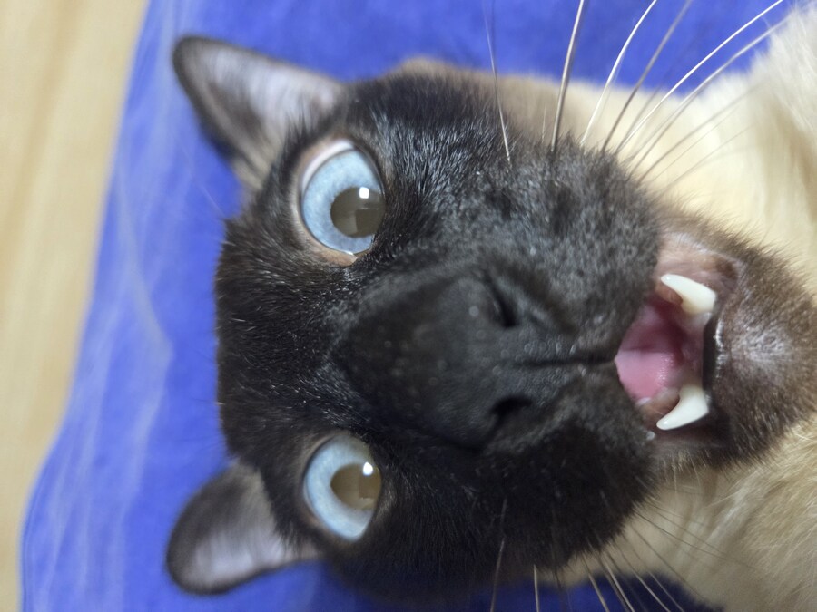 우리집 표정부자 고양이가 살고 있습니다_20.jpg