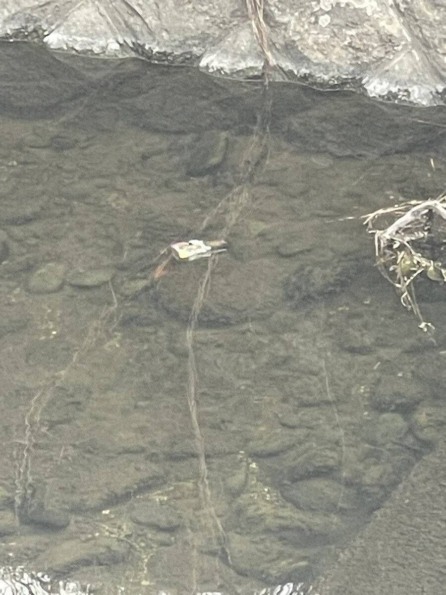 일본의 개천에 떠다니는것_3.jpg