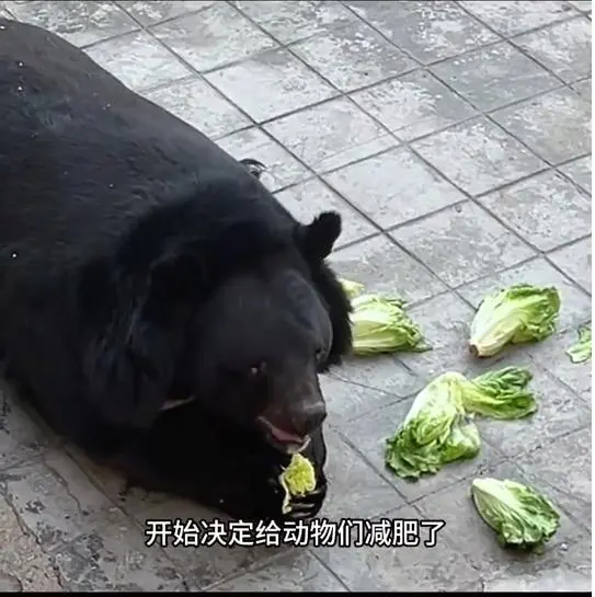 사료 민영화 동물원 대참사_4.webp