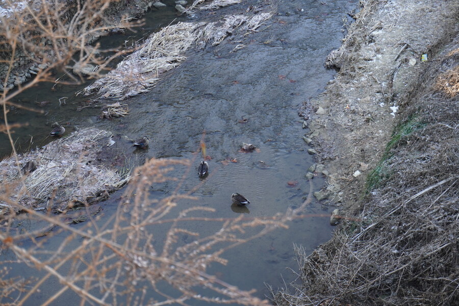 25년 첫 탐조_2.jpg