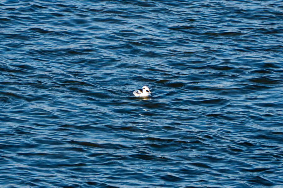 25년 첫 탐조_11.jpg