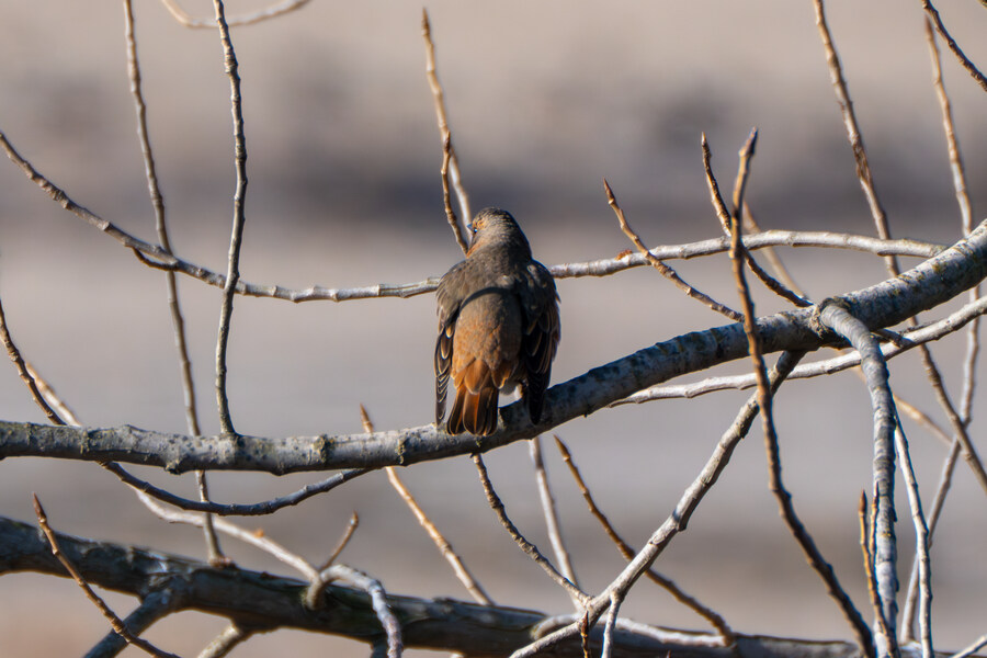 25년 첫 탐조_14.jpg