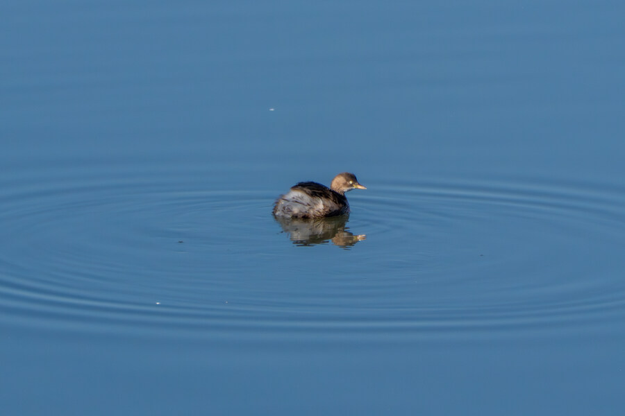 25년 첫 탐조_28.jpg