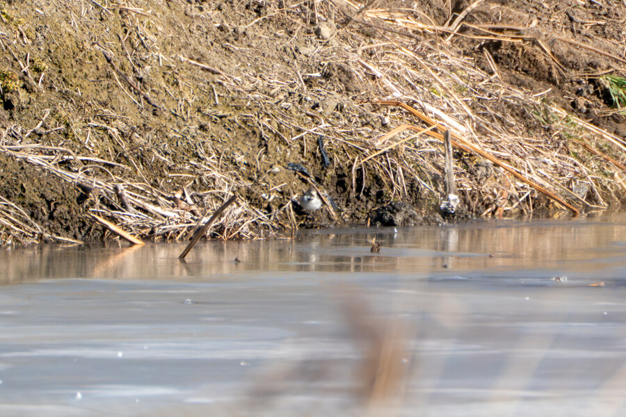 25년 첫 탐조_46.jpg