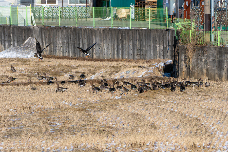 25년 첫 탐조_53.jpg