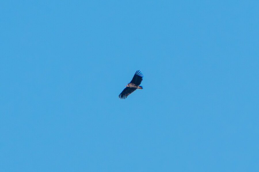 25년 첫 탐조_55.jpg