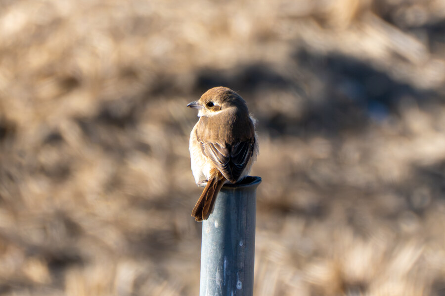 25년 첫 탐조_61.jpg
