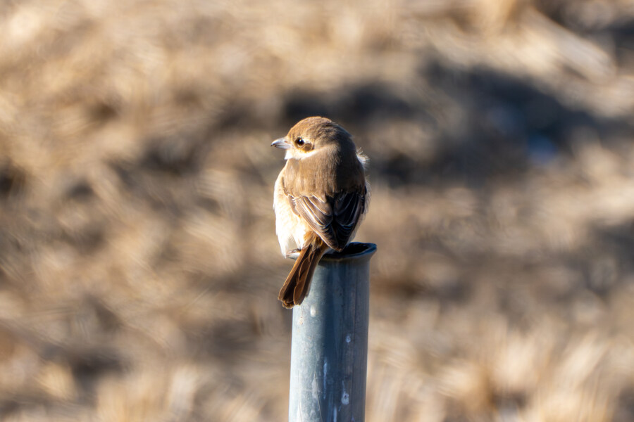 25년 첫 탐조_62.jpg