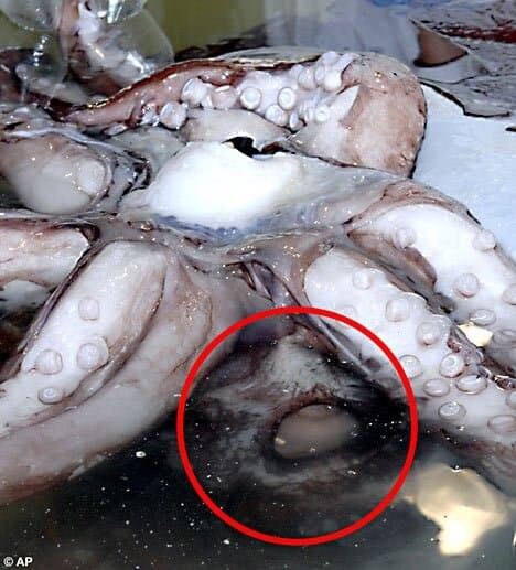 지구에서 가장 큰 눈을 가진 동물_2.jpg