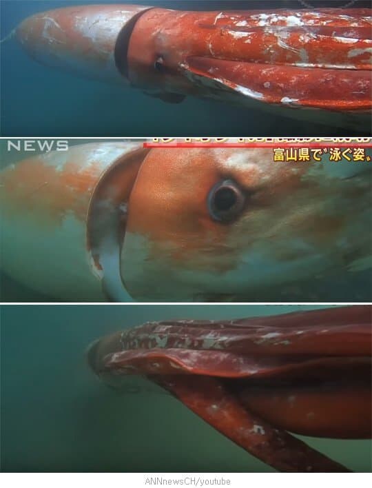 지구에서 가장 큰 눈을 가진 동물_3.jpg