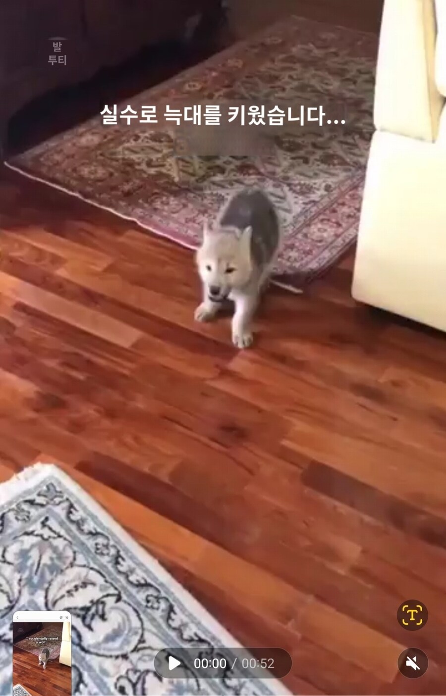 실수로 늑대를 키웠다는 외국인썰_1.jpg