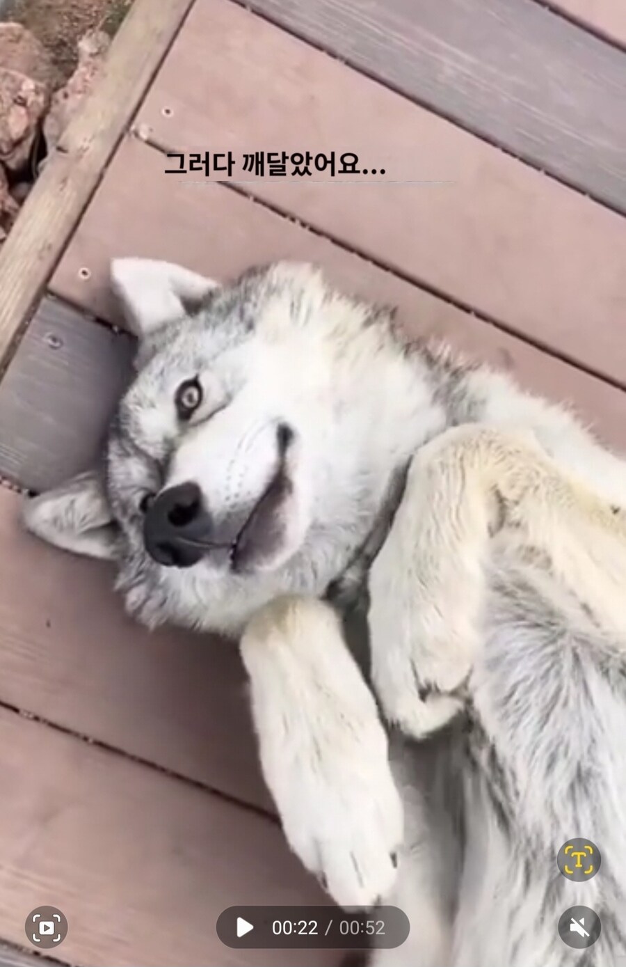 실수로 늑대를 키웠다는 외국인썰_7.jpg