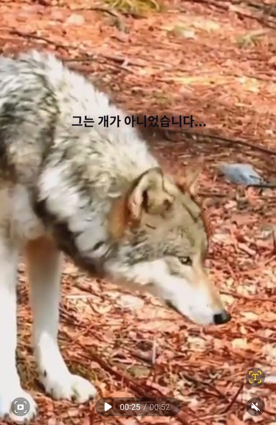 실수로 늑대를 키웠다는 외국인썰_8.jpg