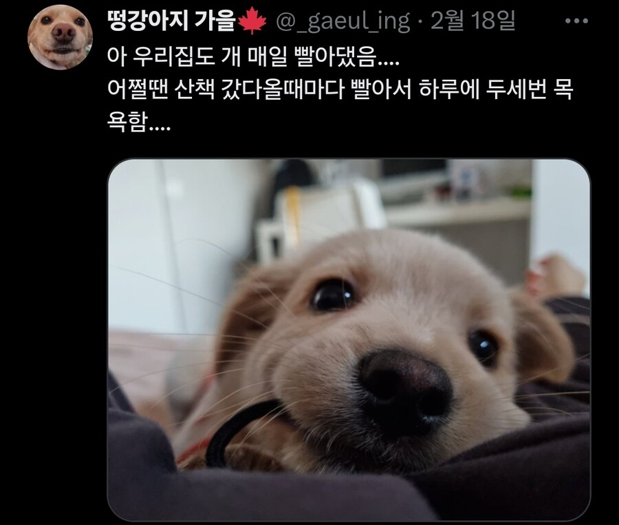 강아지 처음 키워본 엄마가 매일 목욕시킴.x_7.jpg