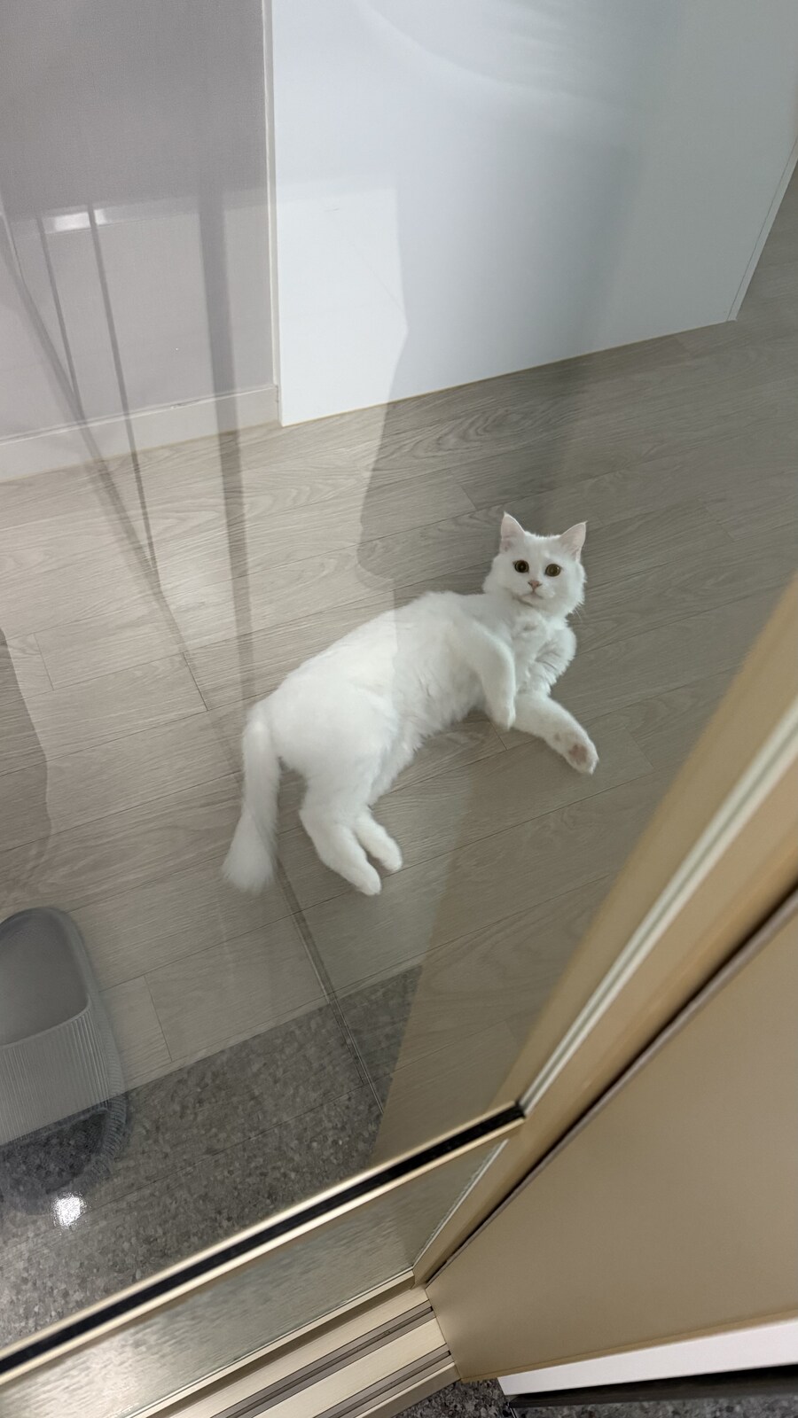 고양이가 출근하지말라네_1.jpg