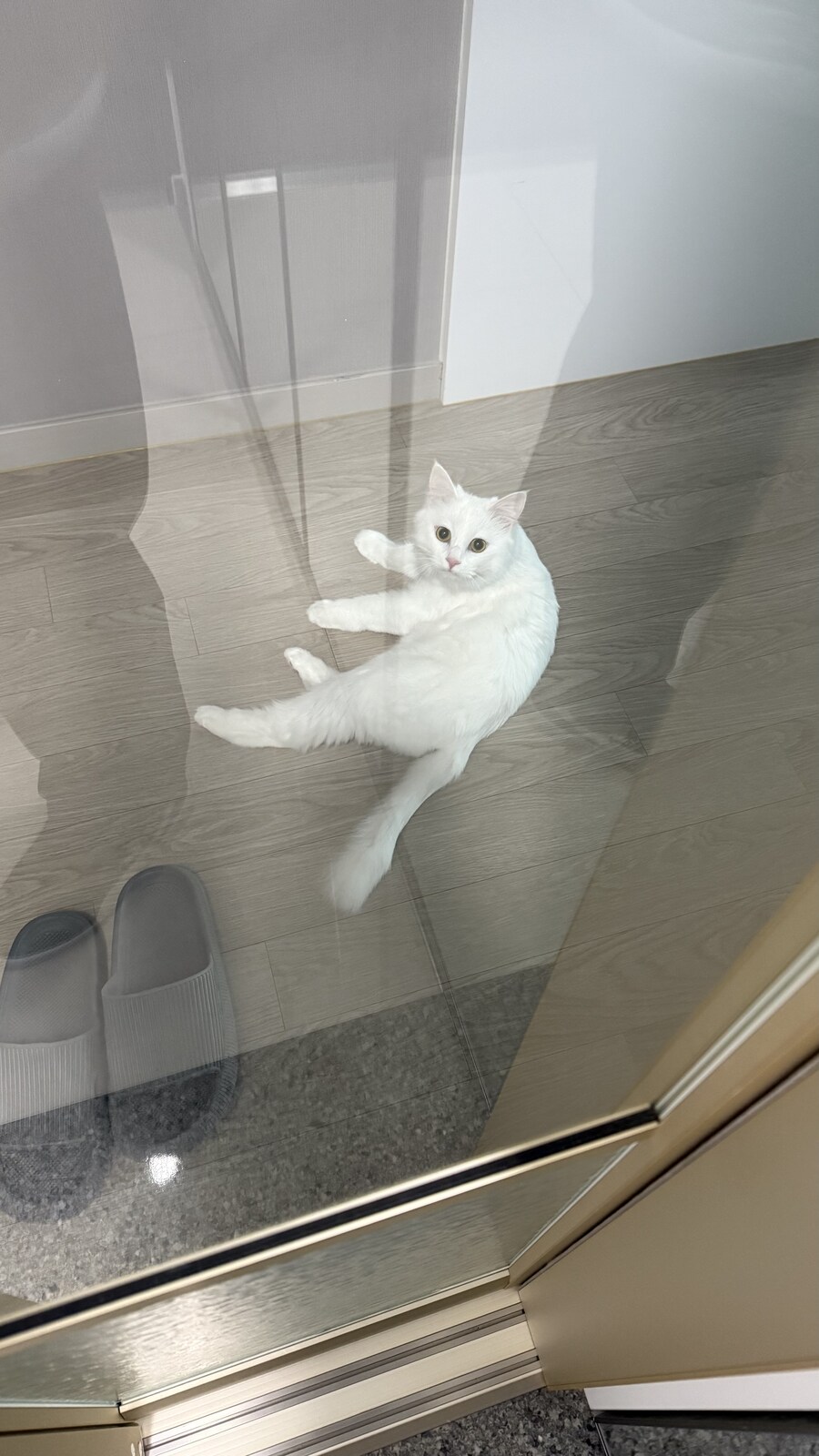 고양이가 출근하지말라네_3.jpg