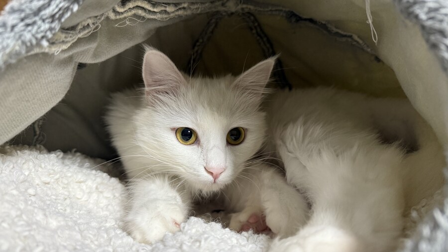 고양이가 출근하지말라네_7.jpg