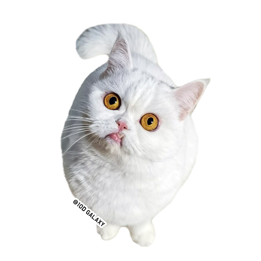 [반다이 가샤폰]피라후 일당 완전 세트_28.png