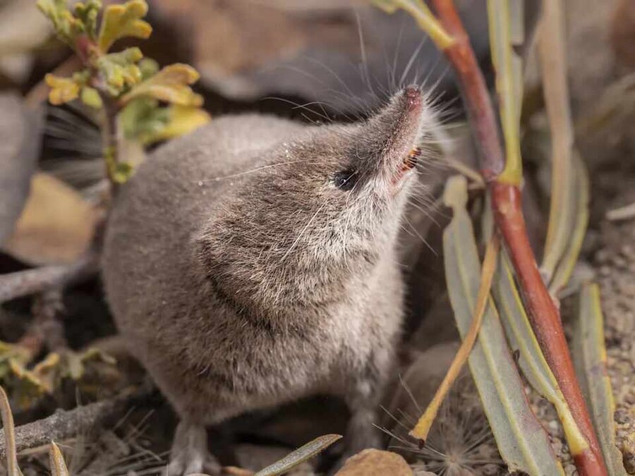 120년만에 사진 찍힌 동물.jpg_2.jpg