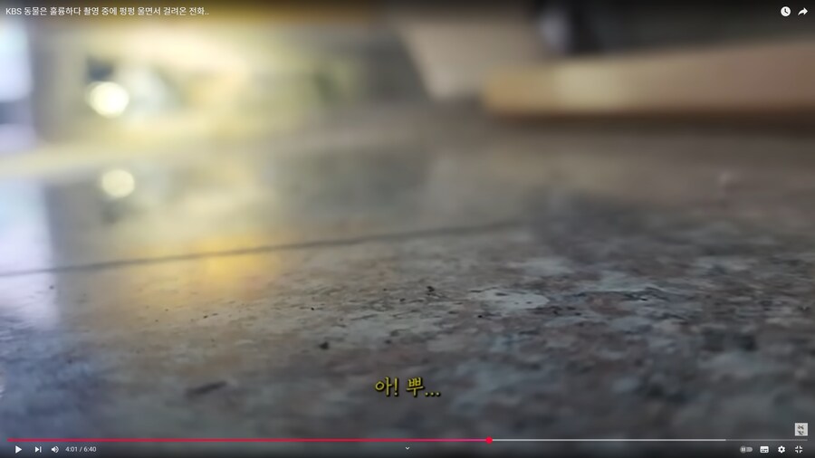 베스트의 고양이 유투버가 진짜 의심스러운 이유_1.png