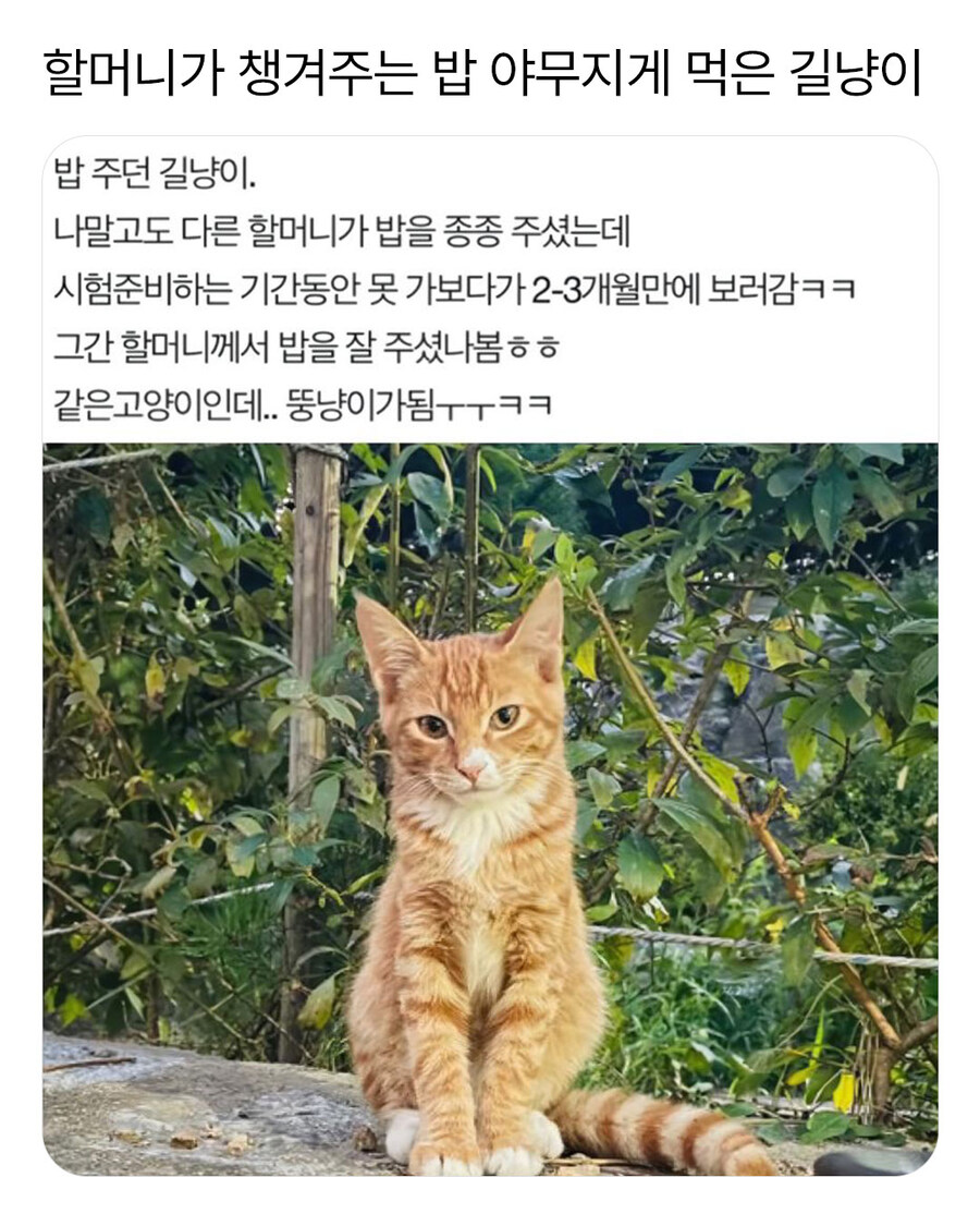 할머니에게 걸린 길냥이_1.jpg