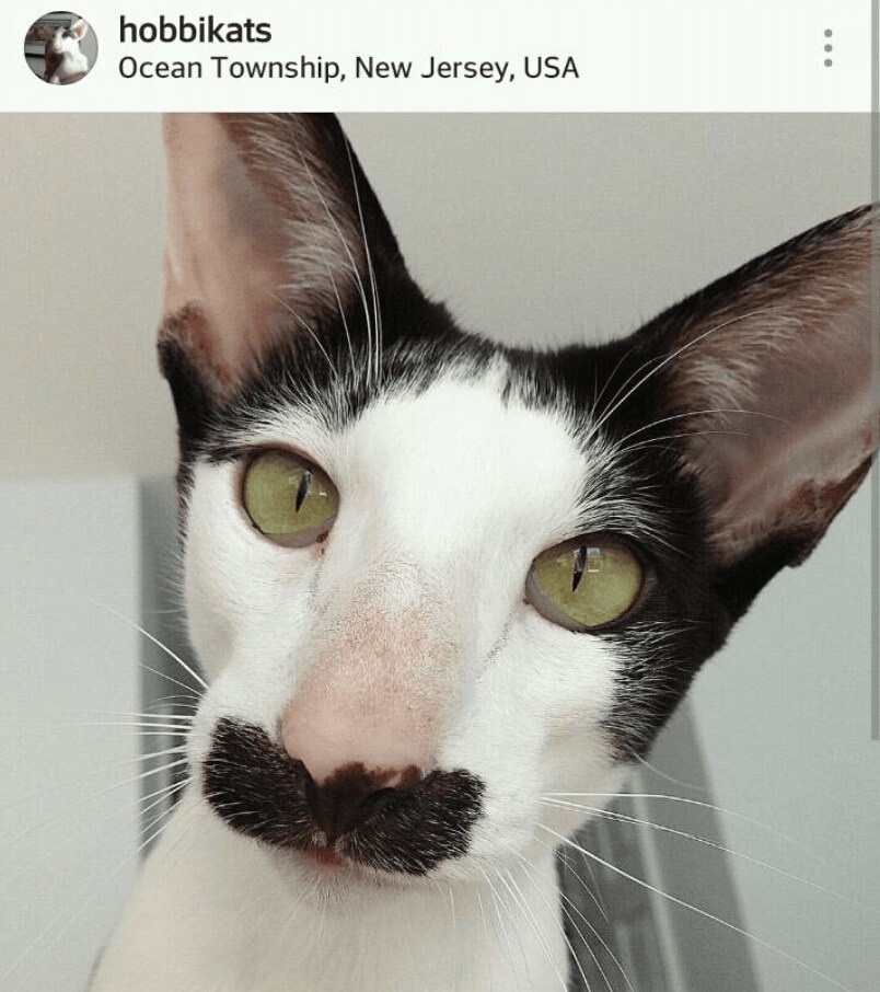 이런 고양이는 키우기 가능이나_5.png