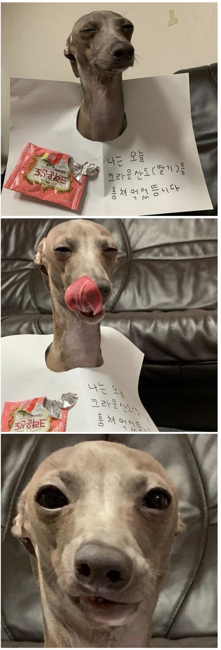 인민재판받는 댕댕이.jpg_1.jpg