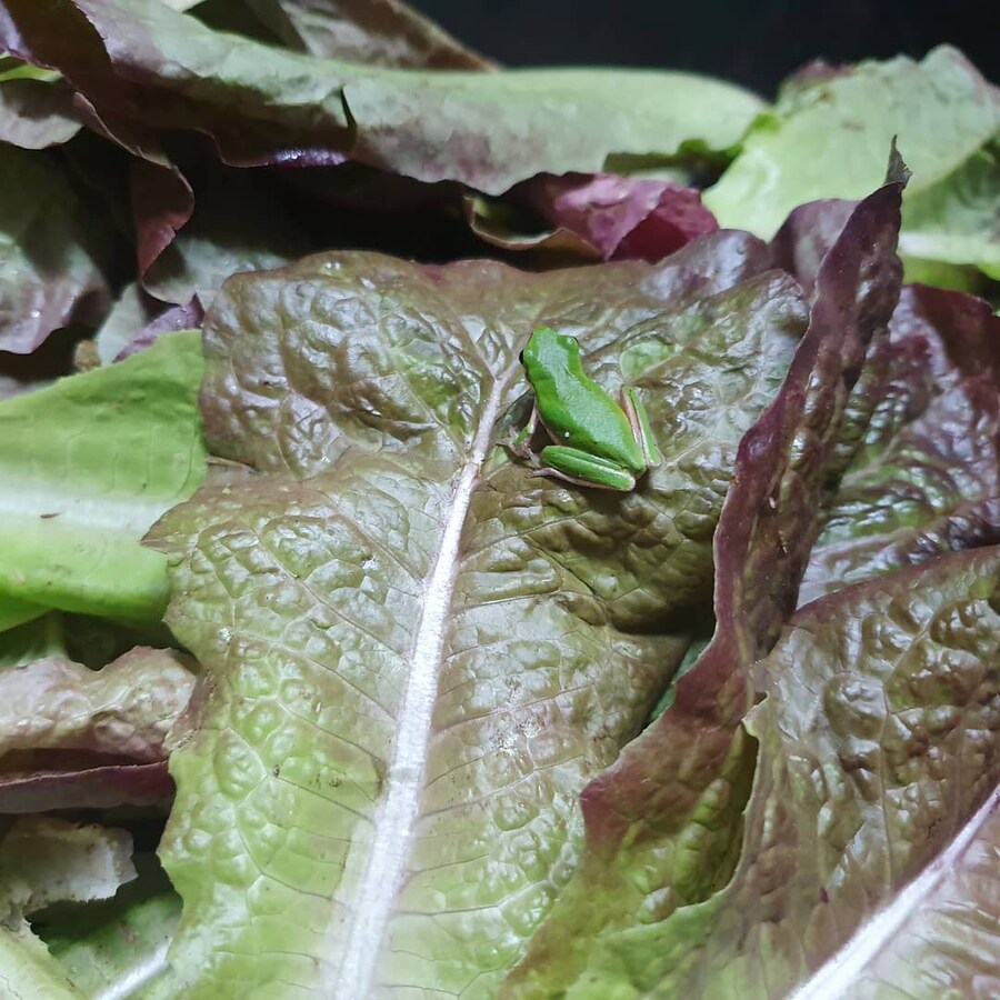 채소 사왔는데 딸려와도 상관없는 것.JPG_1.jpg