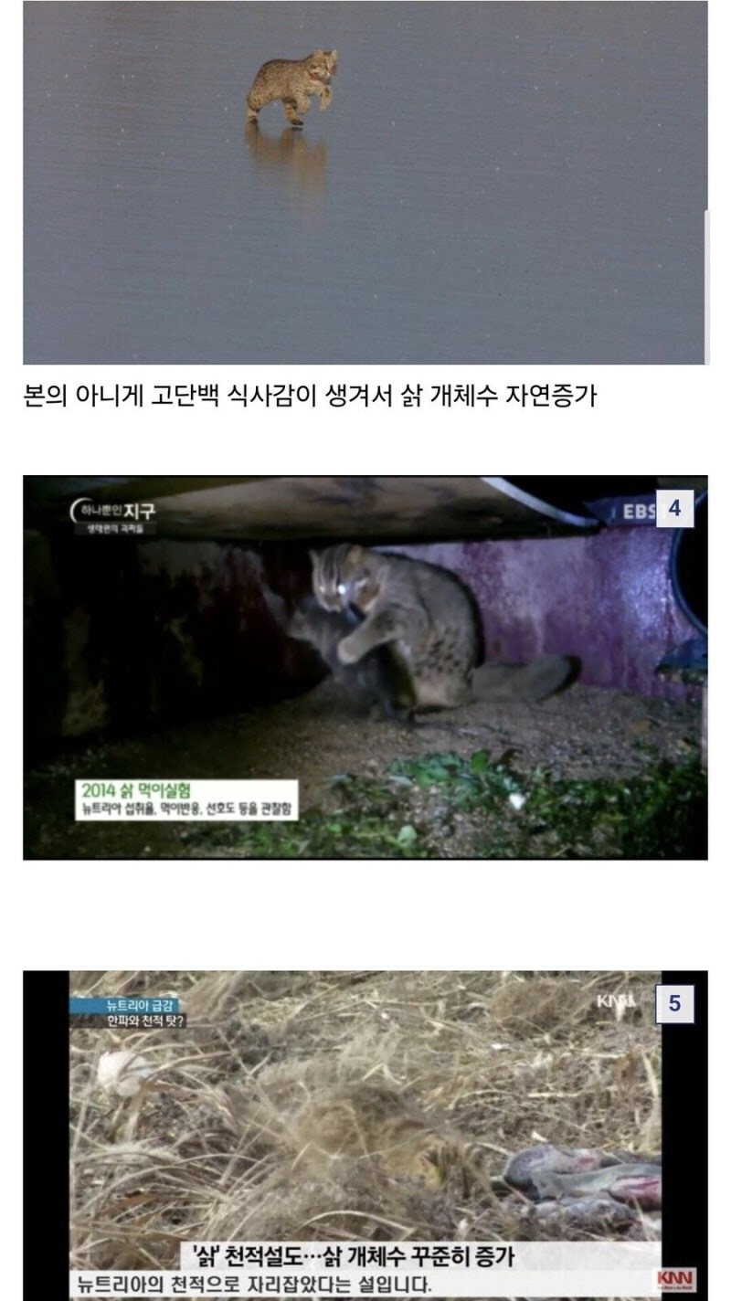 뉴트리아가 생태계에 도움됨_2.jpg