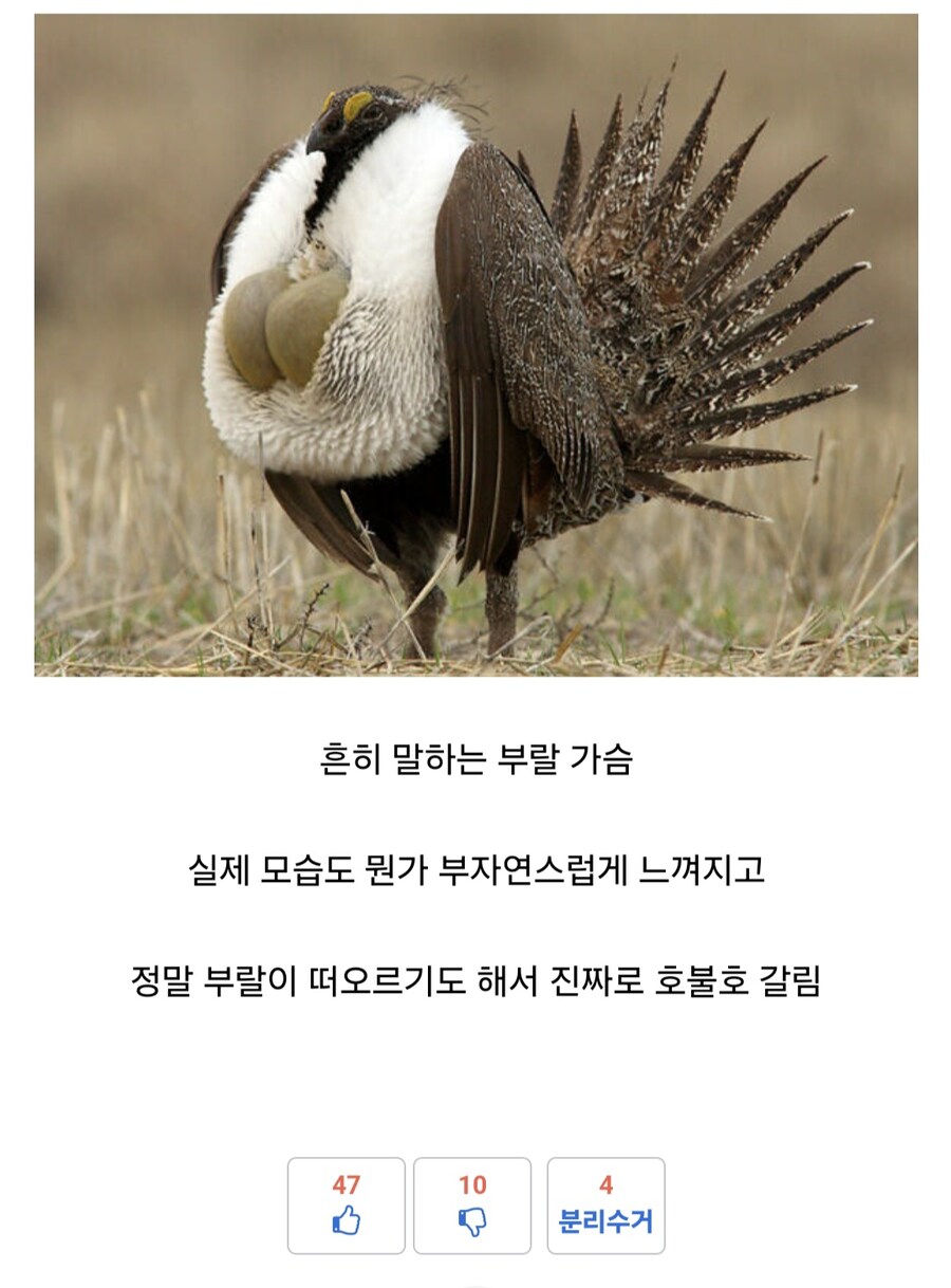 부랄가슴이 페미 단어인지 누가 상상이나 했겠냐_2.jpg