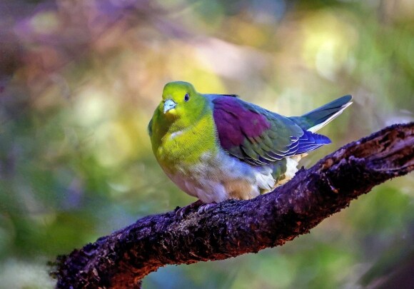 울산에서 발견된 희귀 '녹색비둘기'_2.png