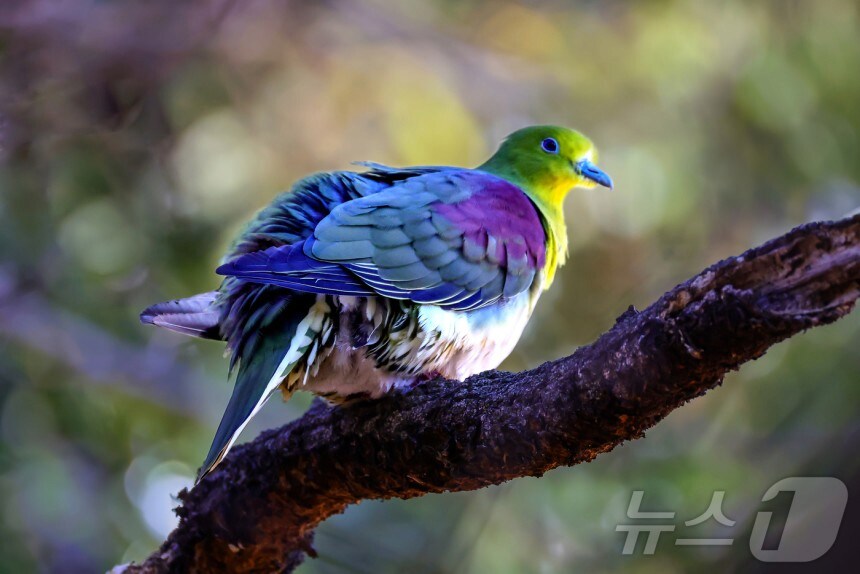 울산에서 발견된 희귀 '녹색비둘기'_3.png