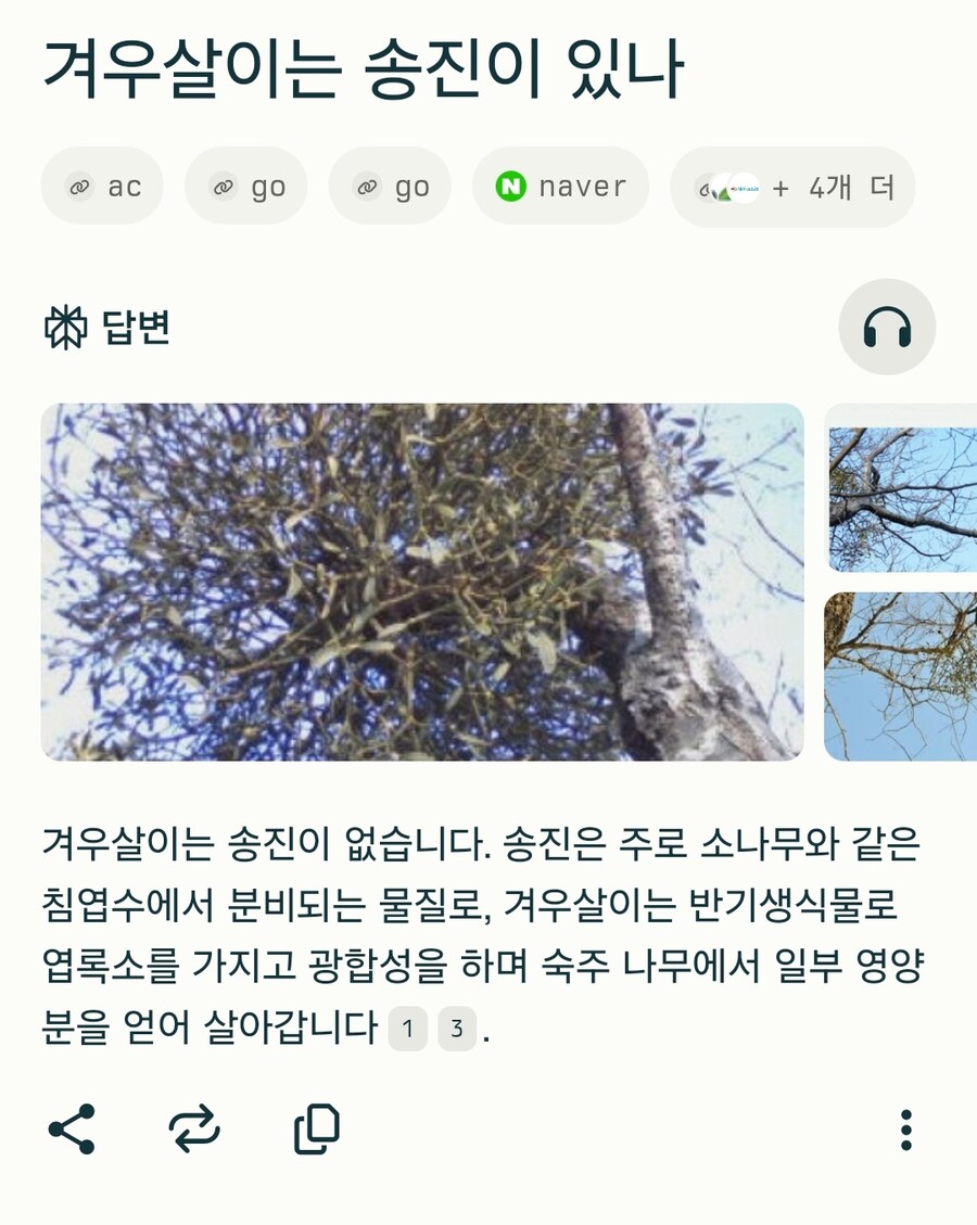 트릭컬) 겨우살이 맞는 듯_1.jpg