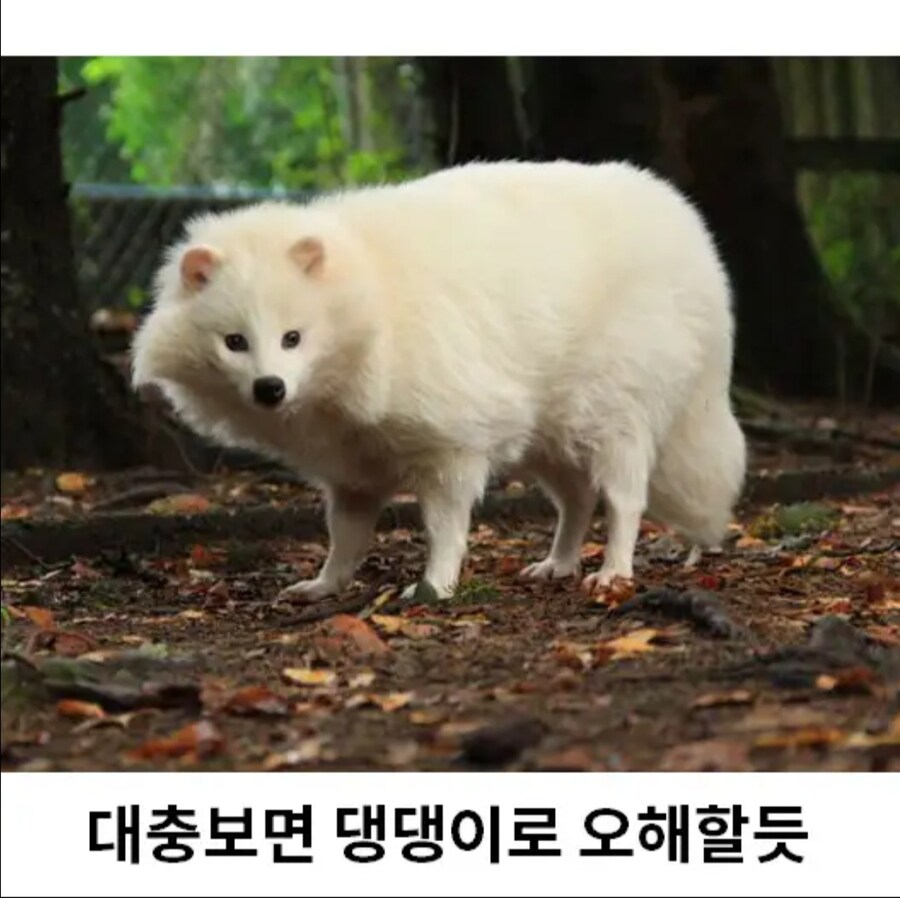 희귀한 존재 흰너구리.jpg_2.jpg