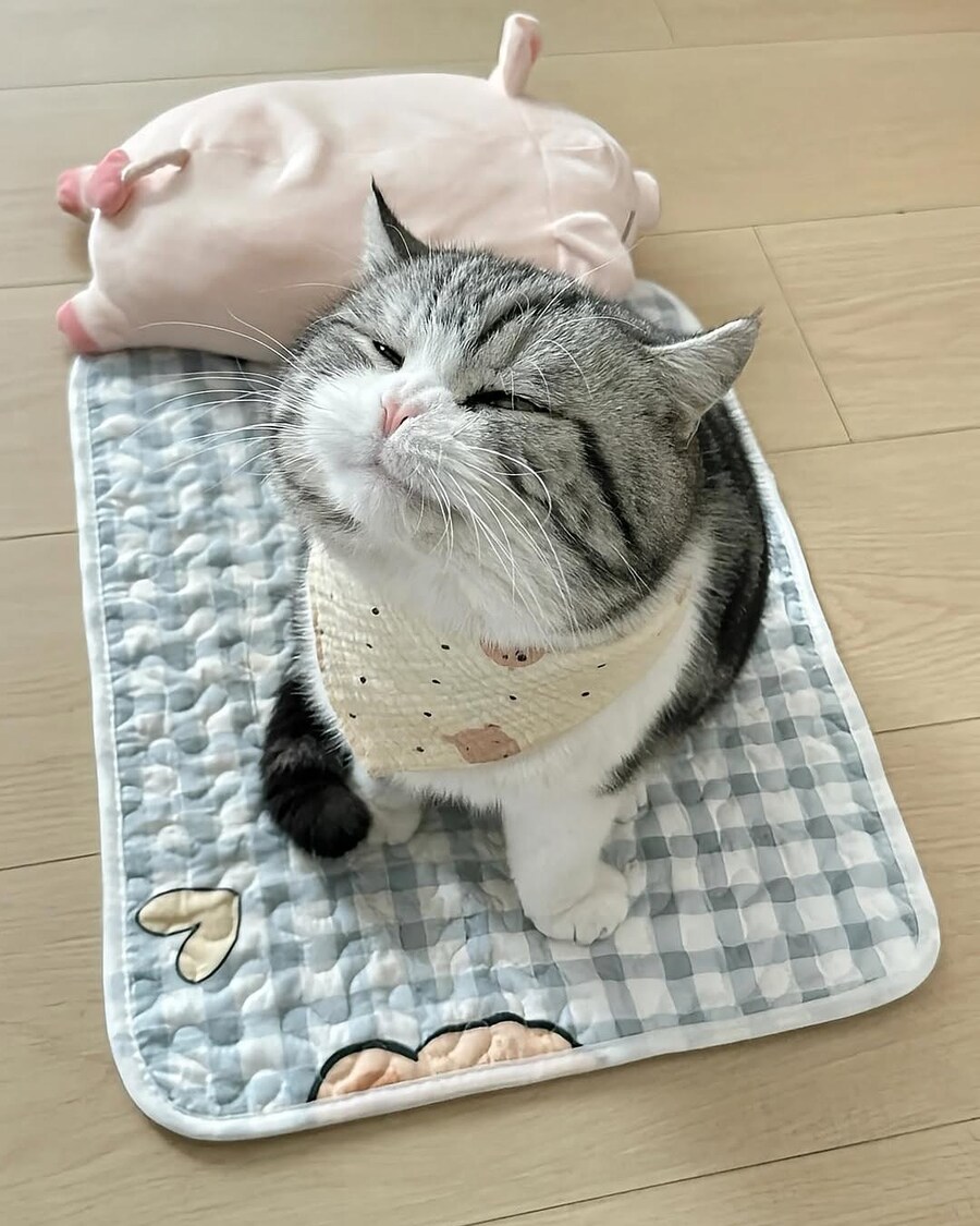 자다 깬 뚠냥이_2.jpg