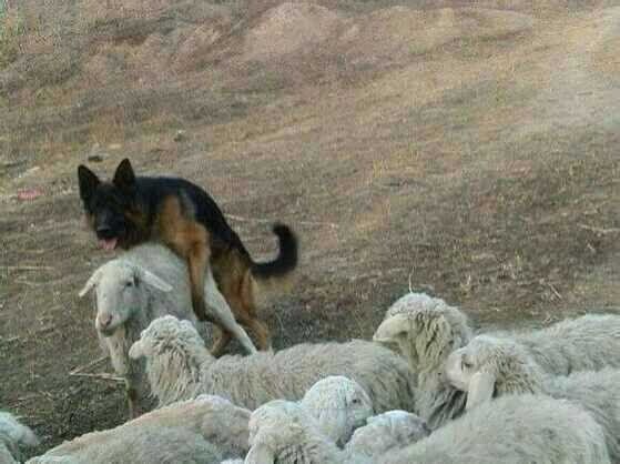 양보다 질을 택한 사냥개_1.jpg