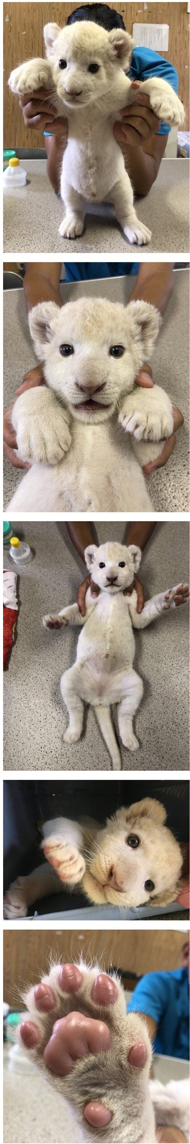 하얀 고양이.jpg_1.jpg