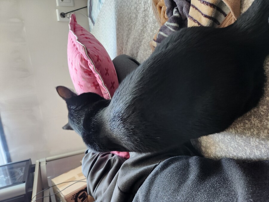 목욕시킨 고양이의 털은 ..._4.jpg