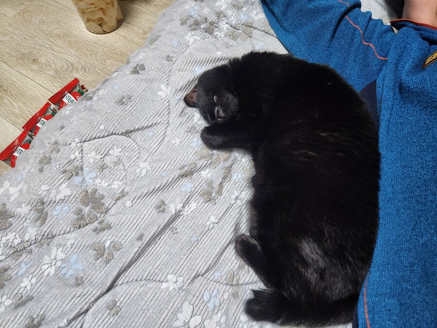 목욕시킨 고양이의 털은 ..._5.jpg