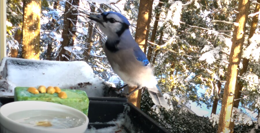 물에 빠진 땅콩을 건져 먹으려던 새_3.png