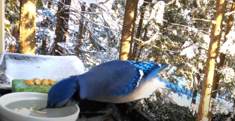 물에 빠진 땅콩을 건져 먹으려던 새_6.png