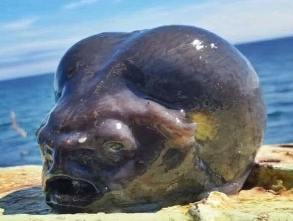 러시아에서 발견된 외계인 대가리같은 물고기_1.jpg