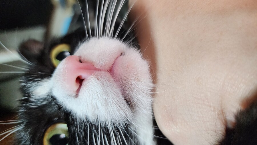 우리집 고양이 보고 출근해_4.jpg