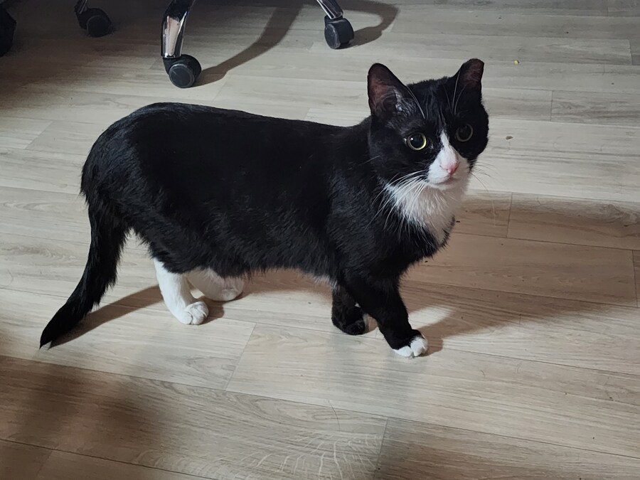 우리집 고양이 보고 출근해_14.jpg