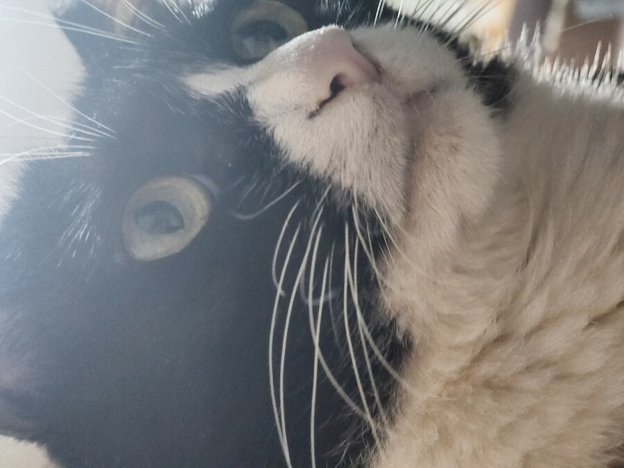 우리집 고양이 보고 출근해_15.jpg